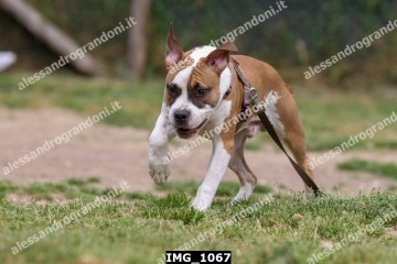 IMG_1067.jpg