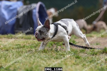 IMG_1186.jpg