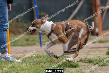 IMG_1277.jpg