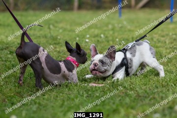 IMG_1291.jpg