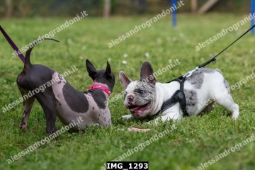 IMG_1293.jpg