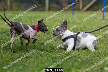IMG_1295.jpg