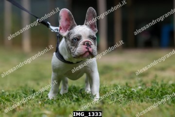 IMG_1333.jpg