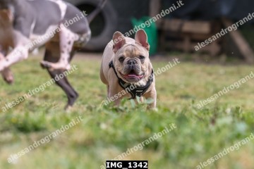 IMG_1342.jpg