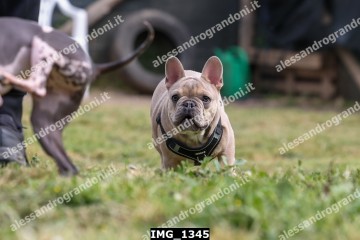 IMG_1345.jpg