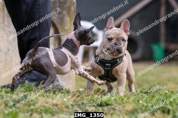 IMG_1350.jpg