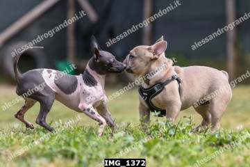 IMG_1372.jpg