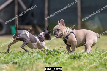 IMG_1375.jpg