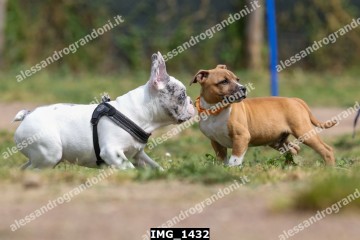 IMG_1432.jpg