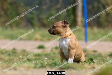 IMG_1438.jpg
