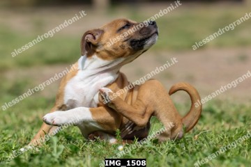 IMG_1508.jpg