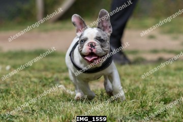IMG_1559.jpg