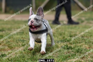 IMG_1571.jpg