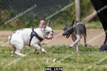 IMG_1579.jpg