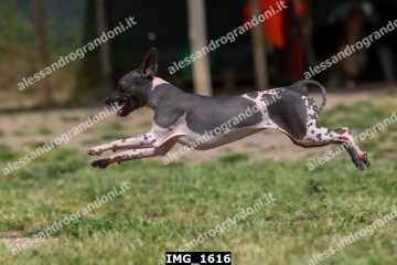 IMG_1616.jpg