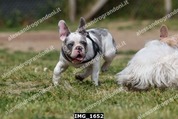 IMG_1652.jpg