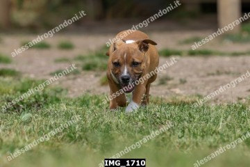 IMG_1710.jpg