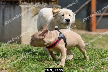 IMG_1956.jpg