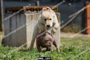 IMG_1977.jpg
