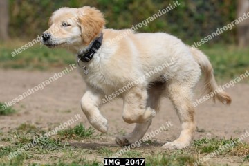 IMG_2047.jpg