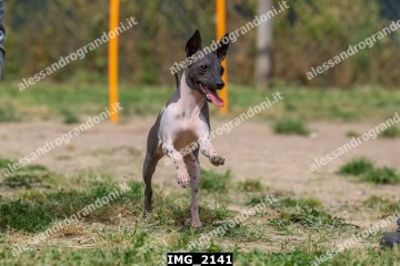 IMG_2141.jpg