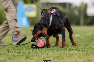 IMG_4137.jpg