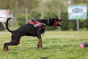 IMG_4174.jpg