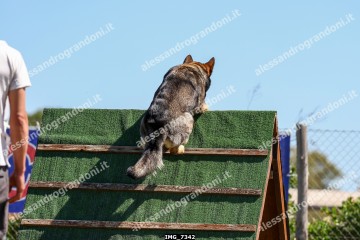 IMG_7342.jpg