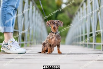 496A5893.jpg