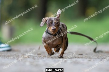 IMG_5426.jpg