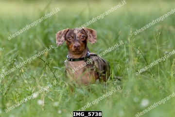 IMG_5738.jpg