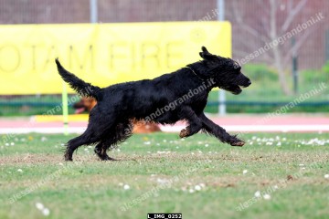 L_IMG_0252.jpg