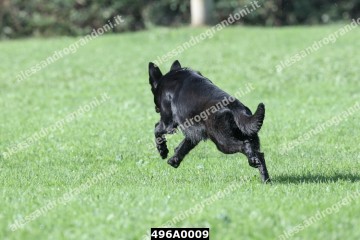 496A0009.jpg