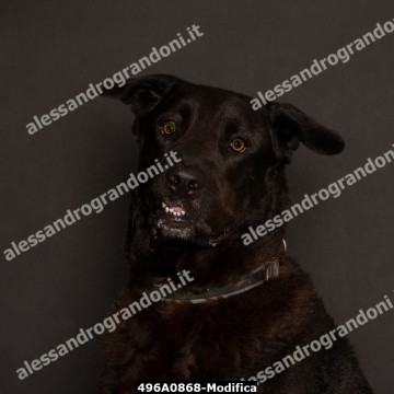 496A0868-Modifica.jpg