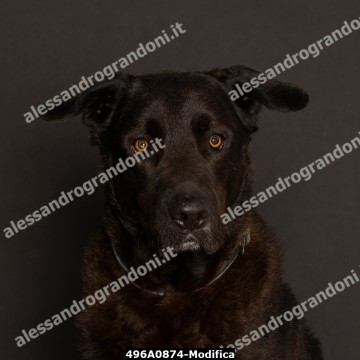 496A0874-Modifica.jpg