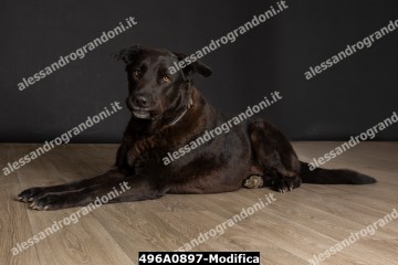 496A0897-Modifica.jpg