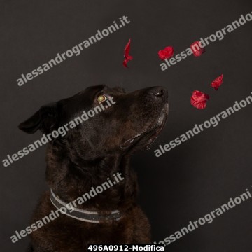 496A0912-Modifica.jpg