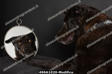 496A1020-Modifica.jpg