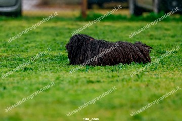 IMG_0009.jpg