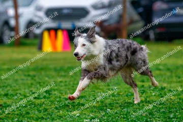 IMG_0264.jpg