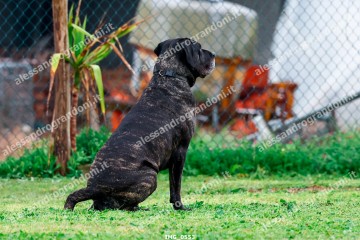 IMG_0553.jpg