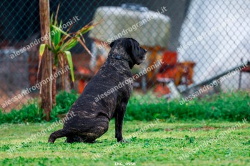 IMG_0556.jpg