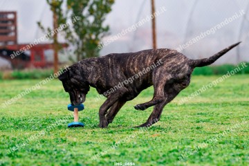 IMG_0654.jpg