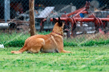 IMG_0871.jpg