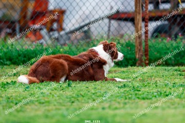 IMG_1131.jpg