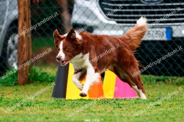 IMG_1321.jpg