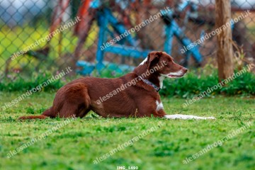 IMG_1490.jpg