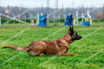IMG_1687.jpg