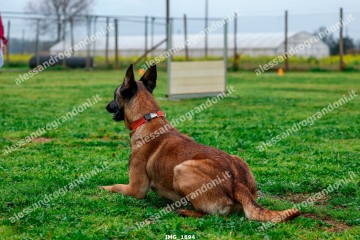 IMG_1694.jpg