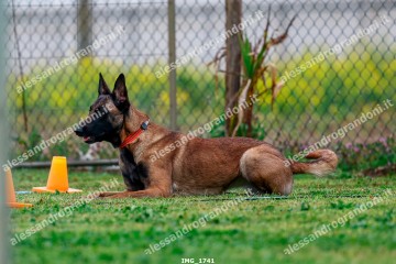 IMG_1741.jpg